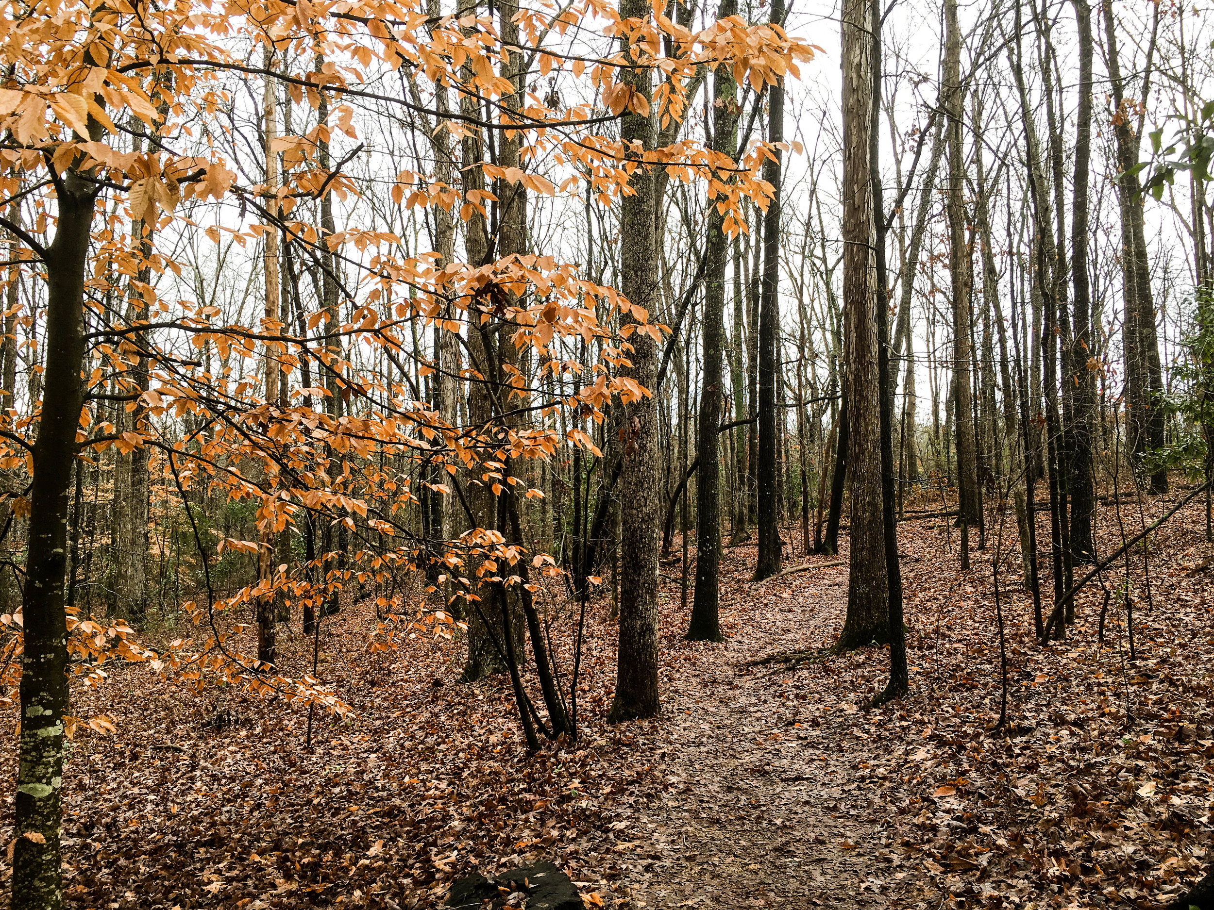 There are miles of hiking and mountain biking trails at oconee forms park. Athens Blog Atlnature