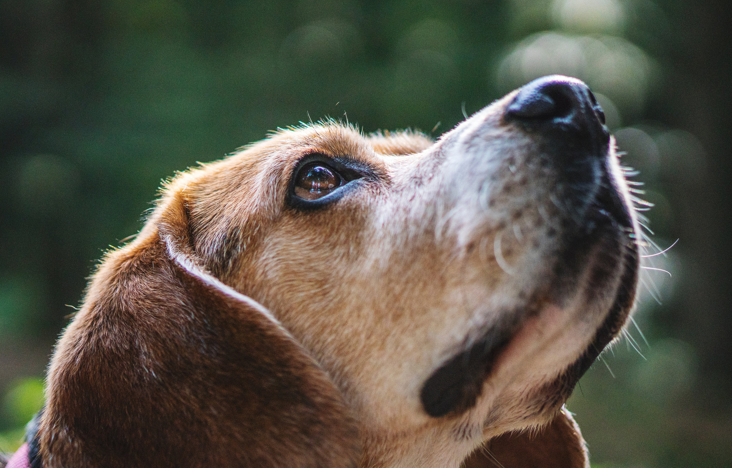 Picture This feature allows you to watch your dog being taken for … Fetch The Leash