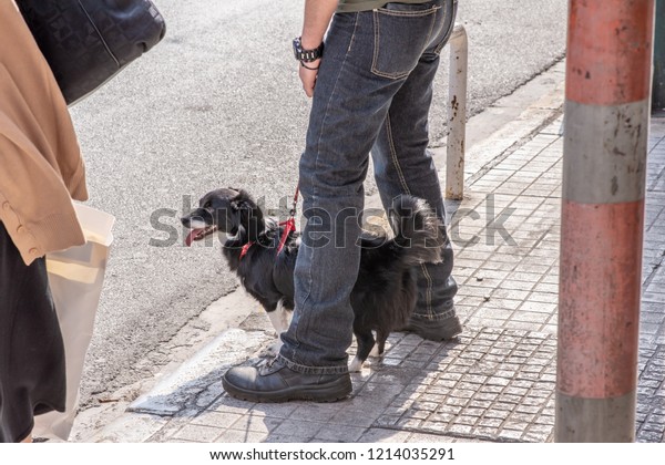 47+ Dog Walking Athens Packages
